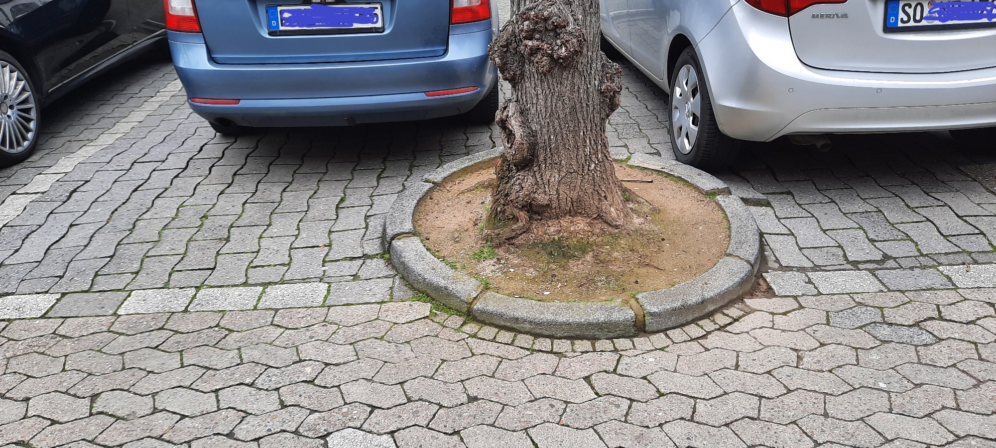 „Erhalt der Bäume durch Farbstriche!“